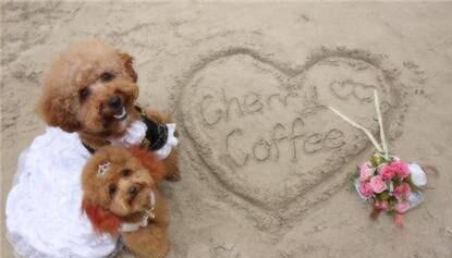 8379a3b183e82854f2659e7b5598cabb