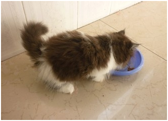 9b7410eb33d4bf14e57b75a567dc340f