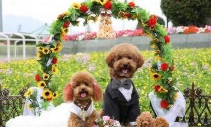 c117f9e0ace969dfcd3d061d9e9eadc7