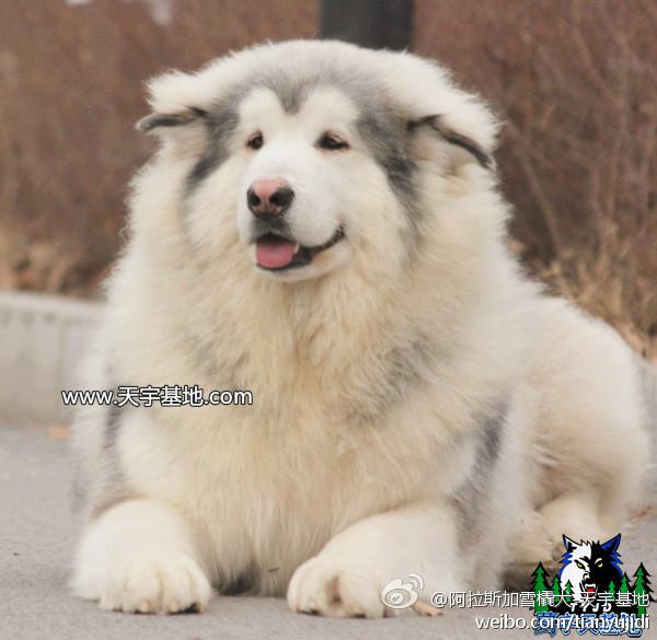 c82143b5cfd293ce448fe1d5536d6561