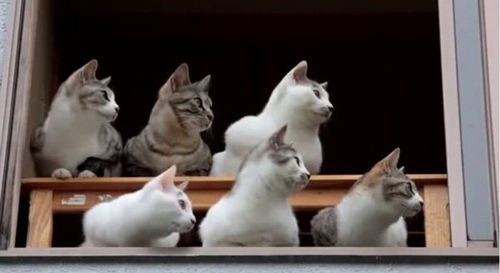 c65e1958cc578c0eb7ecd93a924a2784