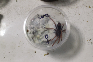 cecbf02f4d8a43b131fc7fbf564b7f6d