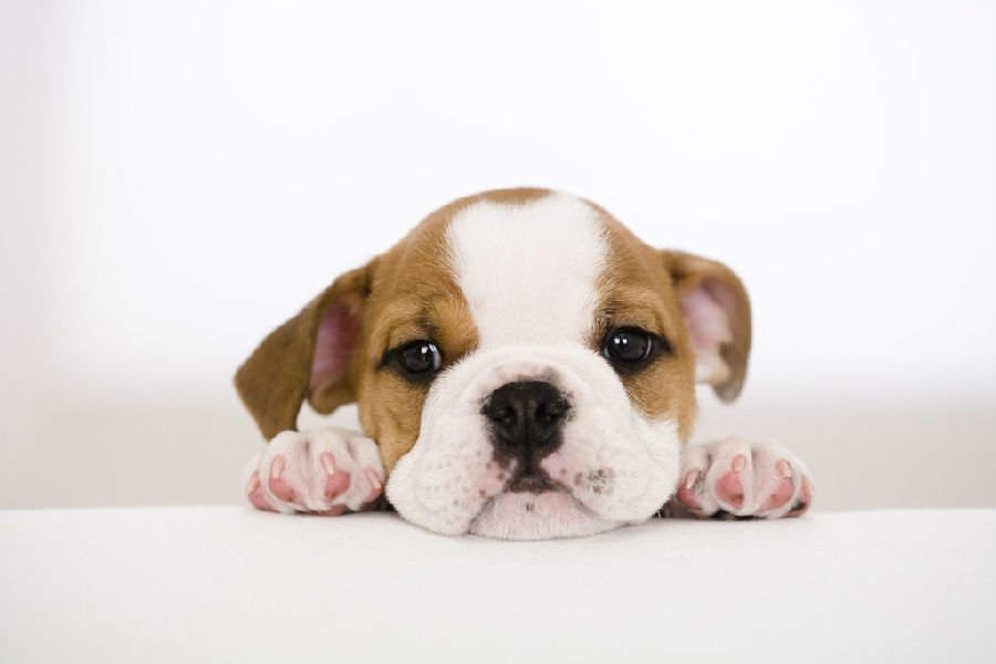 c21bef6677bd770e12065c4962124d8b