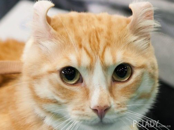 美国卷耳猫交配时要注重些什么