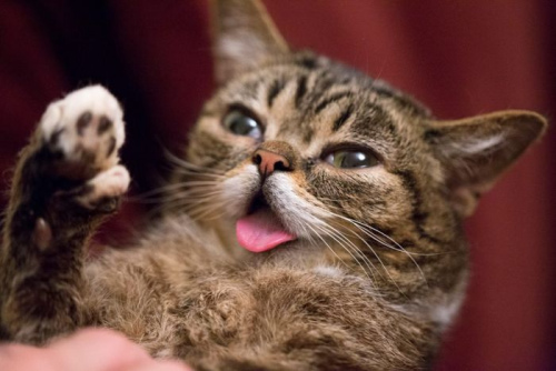 2bb0c4873de5f6ed4fbe5d59a868d2d9