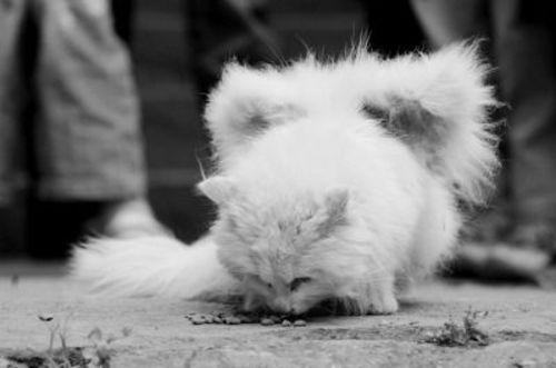 486c57d68def3256a397265247605d3d