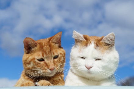 c3f92d9e97b099d0b5dd6d8168439e0d